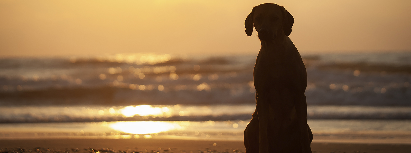 Magicalline Rhodesian Ridgeback